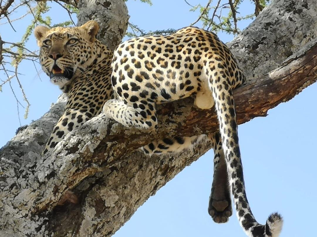 Safari Kenya Tanzania-瓦塔木必去景点