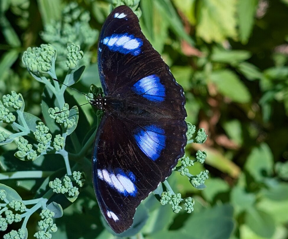 Insectarium de Lizio-Lizio必去景点