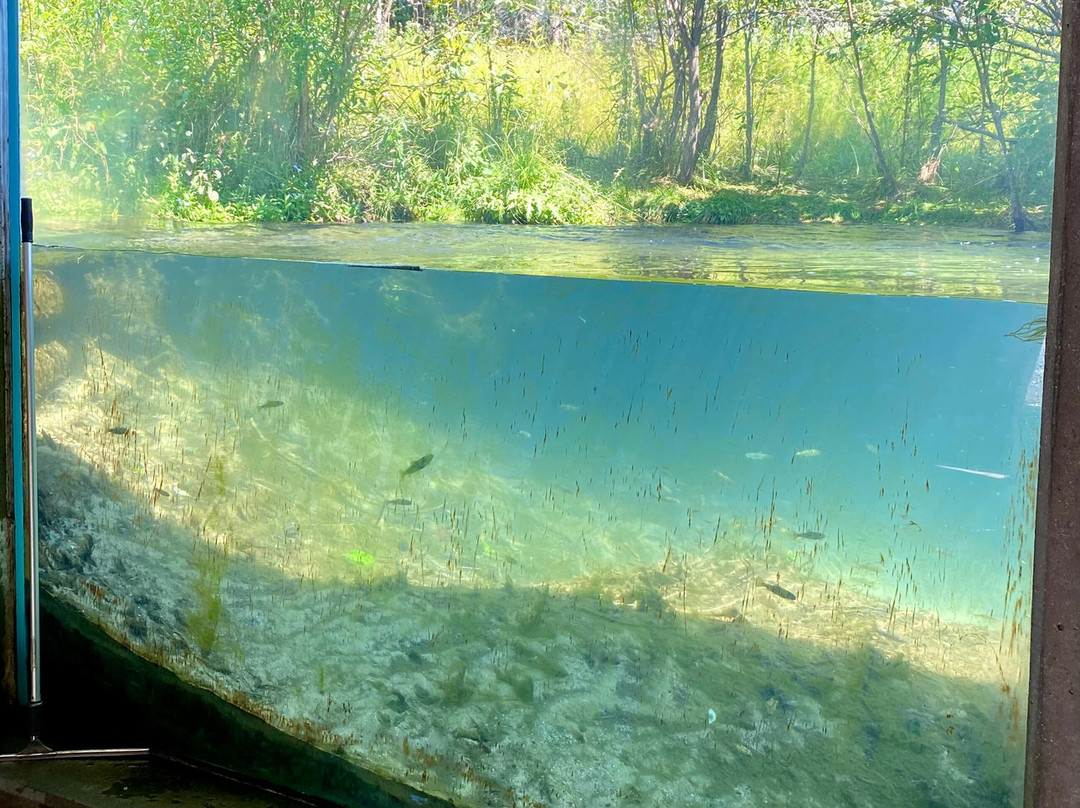 The Oden State Fish Hatchery-Alanson必去景点