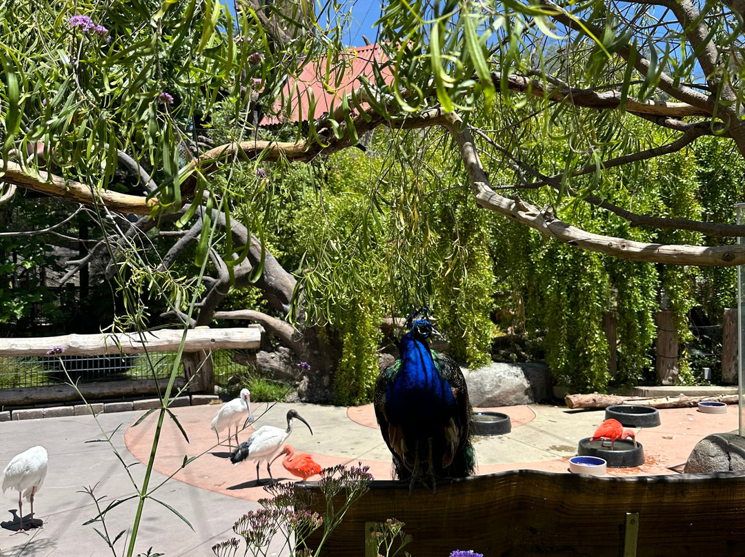 Palo Alto Junior Museum & Zoo-帕罗奥多必去景点