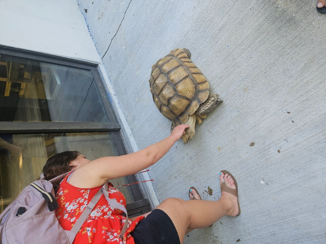 Tampa Bay Rescues-马德拉海滩必去景点