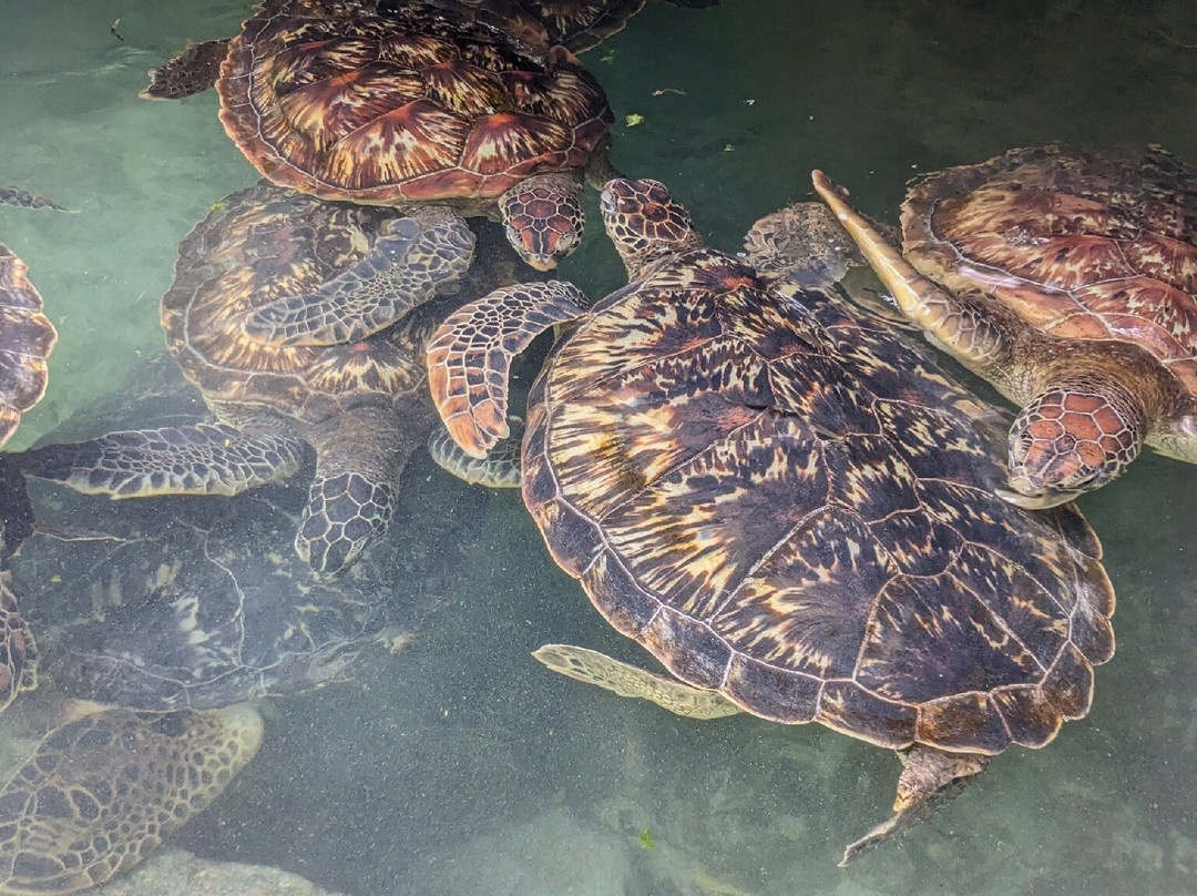 KamalDestinationTours zanzibar-桑给巴尔岛必去景点