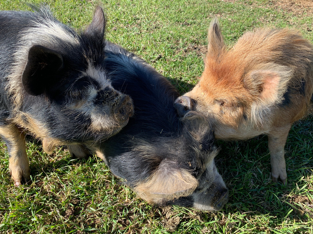 Barking Mad Farm B & B主图