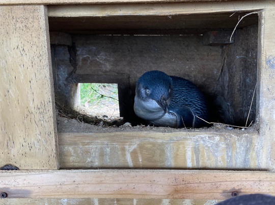 Awesome旅游服务-但尼丁必去景点