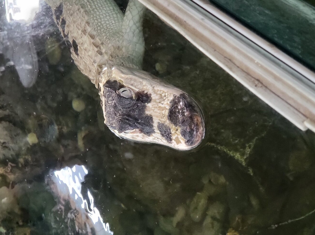 The Reptile Zoo-芳泉谷必去景点