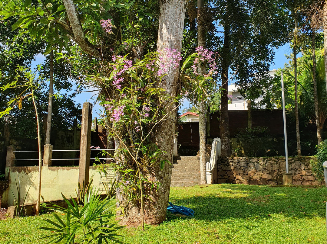 Green Olive Villa主图