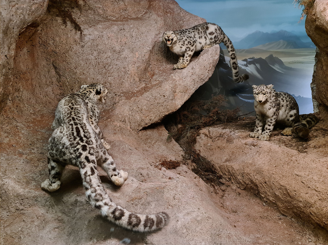 Naturhistorisches Museum Bern-伯尔尼必去景点