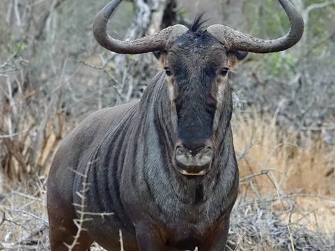 Wildly Connected Safaris-霍德斯普鲁特必去景点