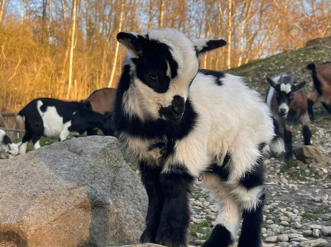 Wildpark Schloss Ortenburg-Ortenburg必去景点