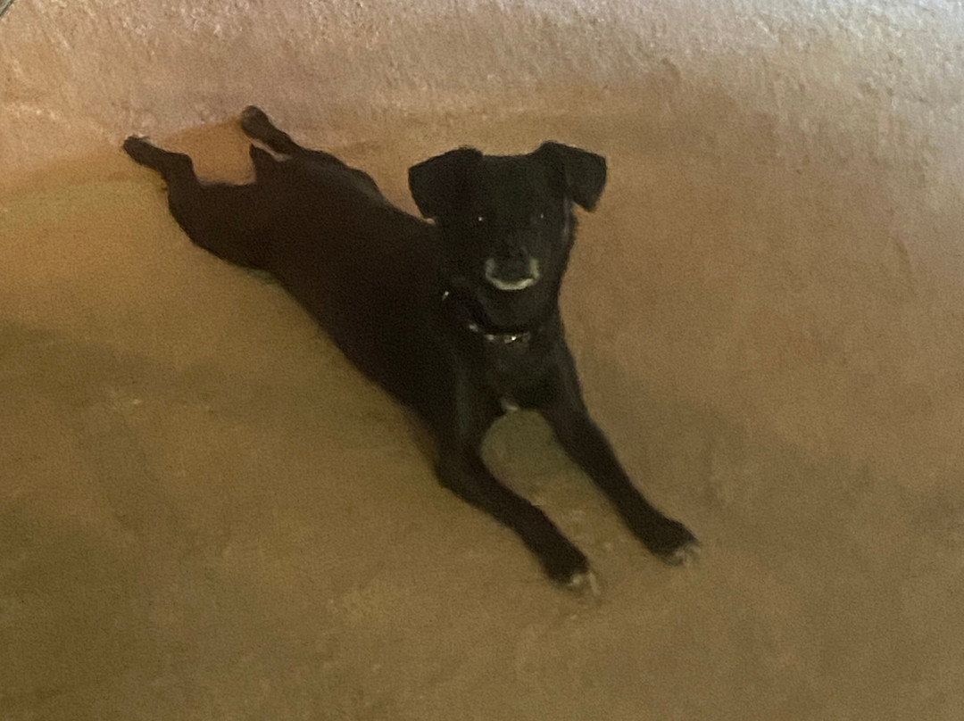 Living Free Animal Sanctuary-Mountain Center必去景点