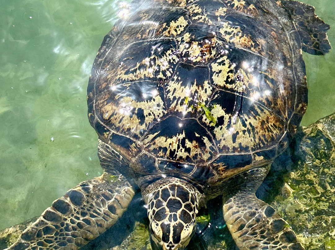 Gouruka excusions zanzibar & safaris measure-Pwani Mchangani必去景点