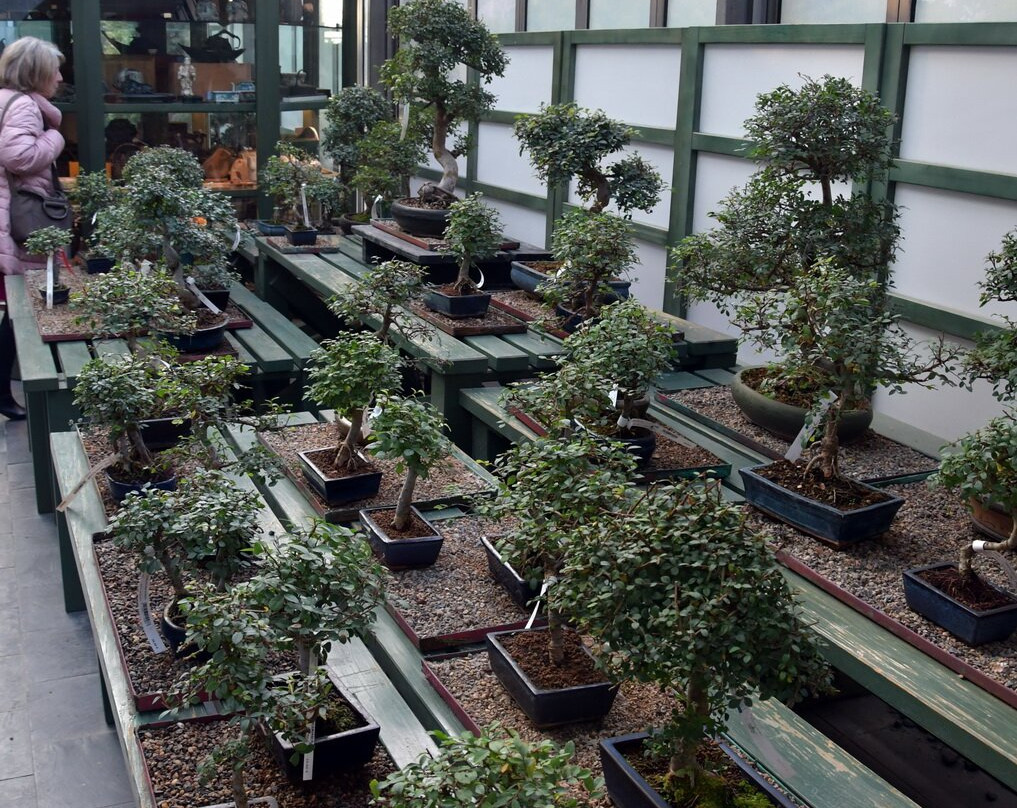 Crespi Bonsai-帕拉比亚戈必去景点
