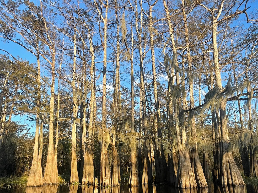 The Last Wilderness Swamp Tour景点图片