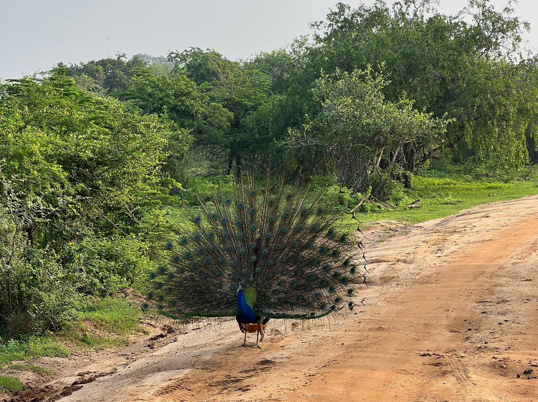 Nissanka Yala Safari景点图片