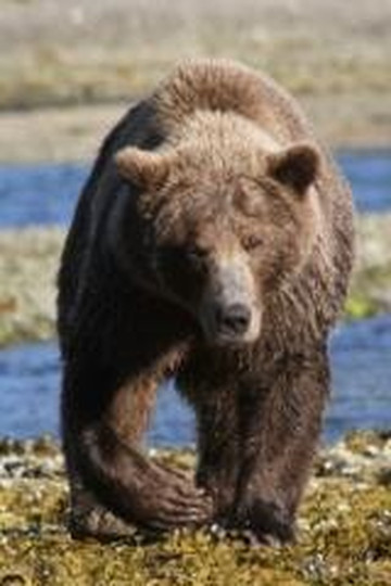 Sea Hawk Air-Kodiak必去景点