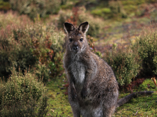 Wild Escapes Tasmania-霍巴特必去景点