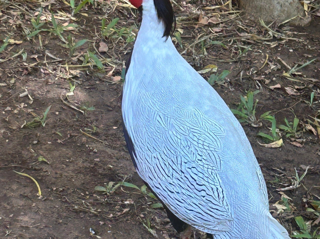 Parc Exotique Du Sénégal景点图片