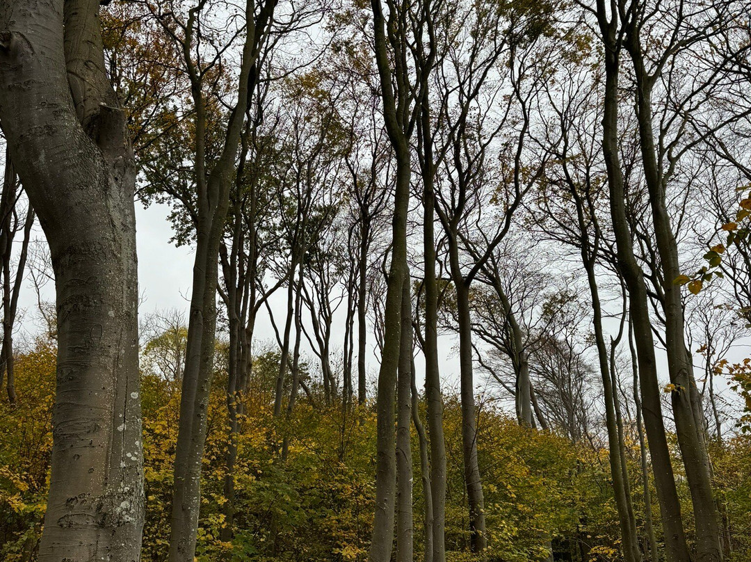 Gespensterwald景点图片