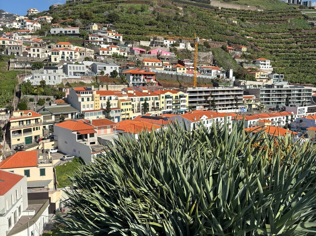Baia de Camara de Lobos景点图片
