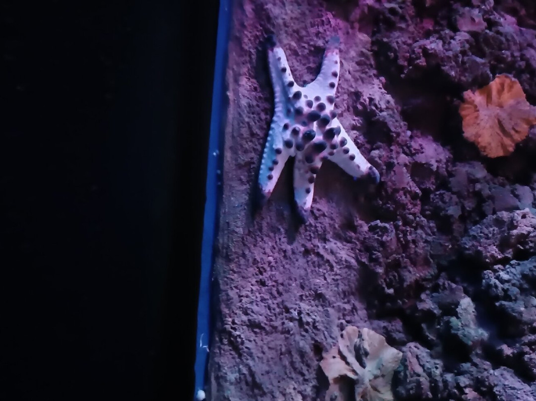 Gardaland SEA LIFE Aquarium景点图片