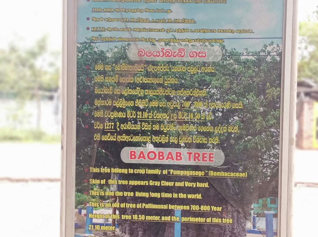 Baobab Tree-马纳尔必去景点