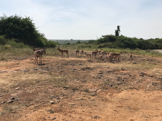 Jimfire Safaris and Transfers-Karen必去景点