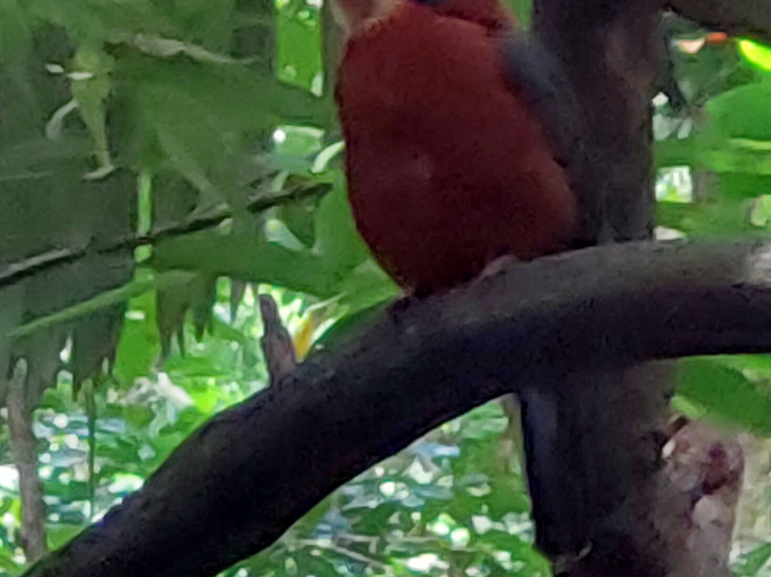 Tangkoko National Reserve景点图片