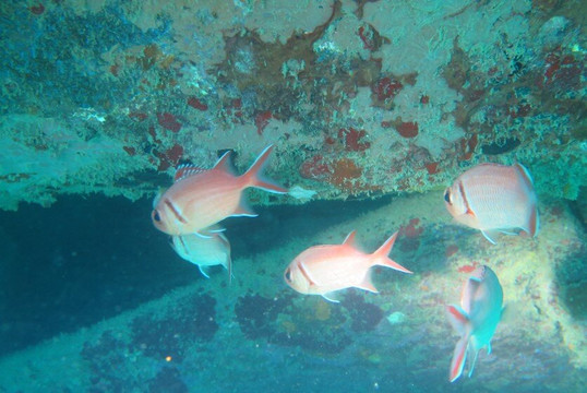 Go Dive Bayahibe-Bayahibe必去景点