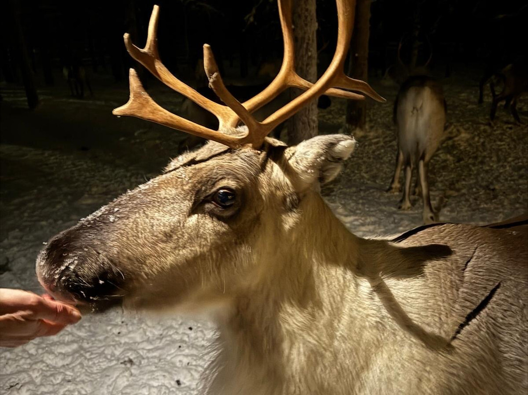 Kopara Reindeer Park-Luosto必去景点