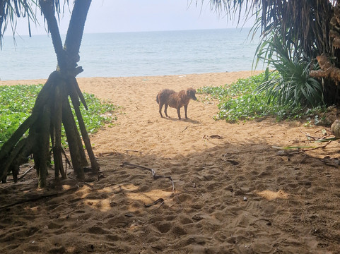 马雷西亚海滩别墅