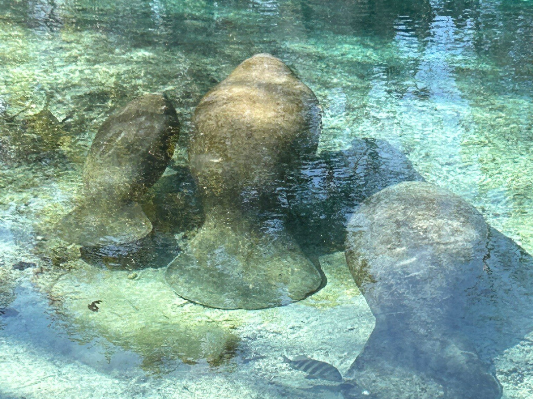 Crystal River National Wildlife Refuge-克里斯特尔里弗必去景点