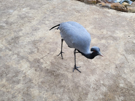 San Antonio Aquarium-圣安东尼奥市必去景点