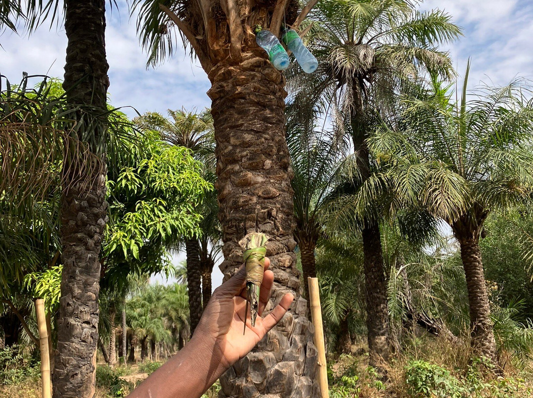 Casamance Circuits Et Excursions景点图片