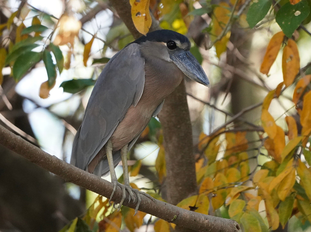 Tempisque Ecotours-Puerto Humo必去景点