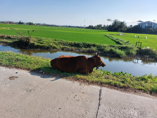 Hoi An Shuttle Bus-会安必去景点