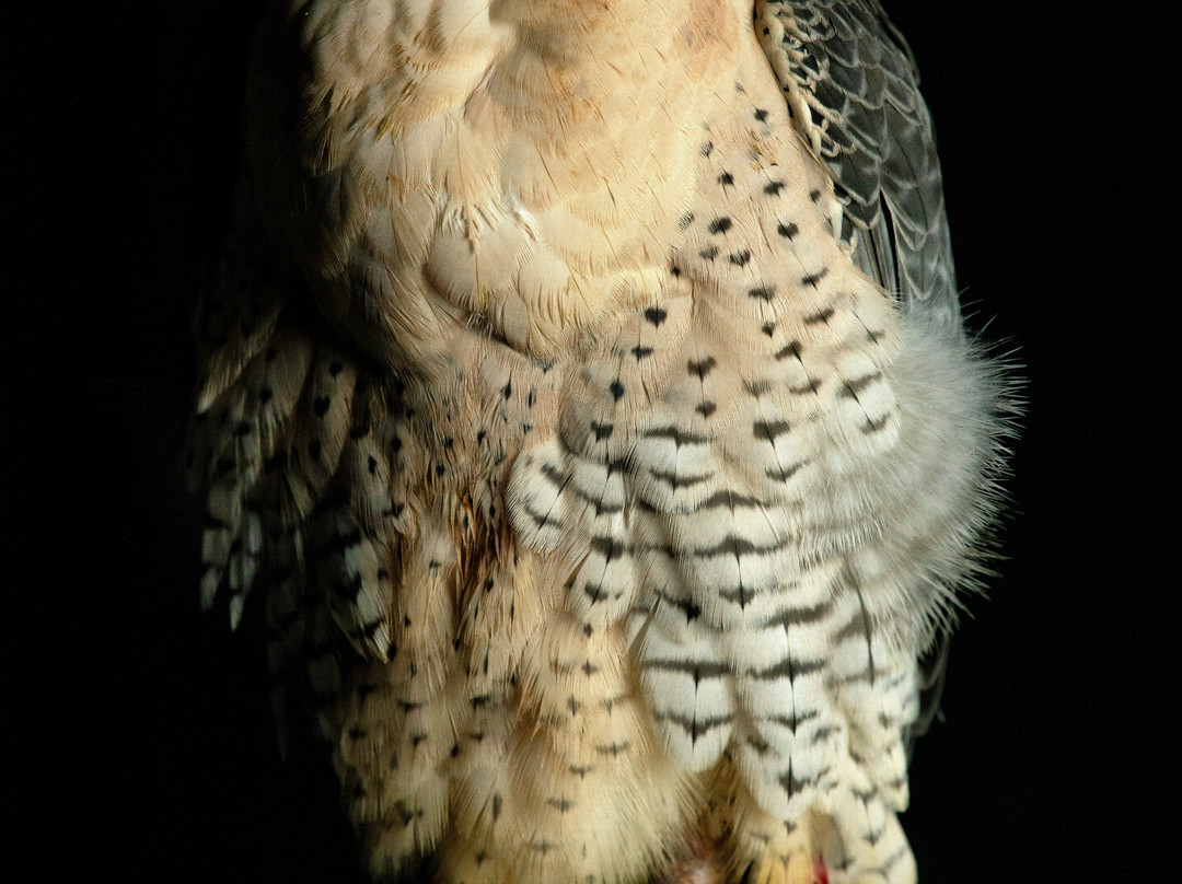 Riverside Falconry景点图片