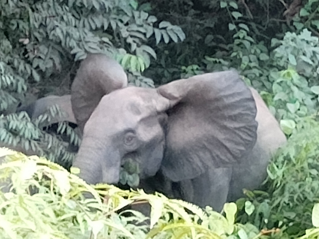 Gabon Adventure Tours-Oyem必去景点