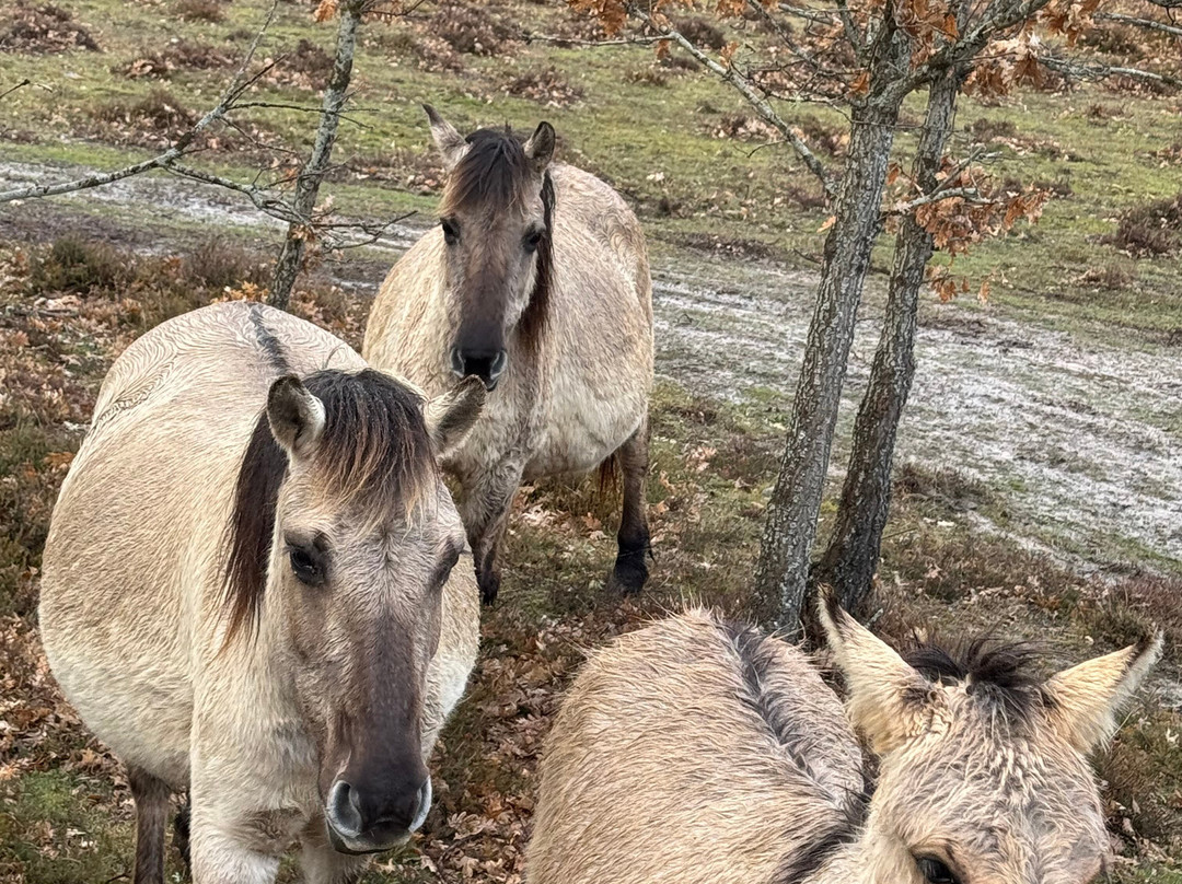 Paleolitico Vivo-布尔戈斯省必去景点