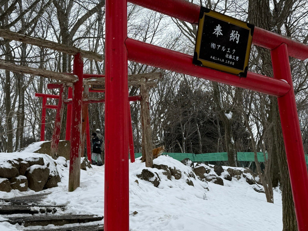 Miyagi Zao Fox Village-白石市必去景点