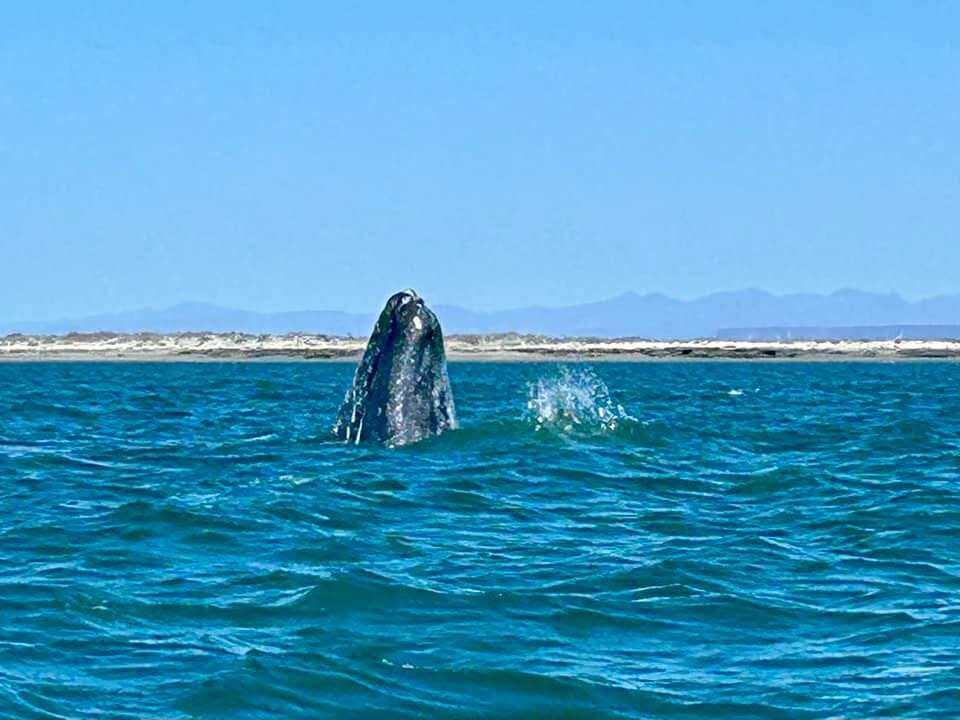 Baja Ecotours-San Ignacio必去景点