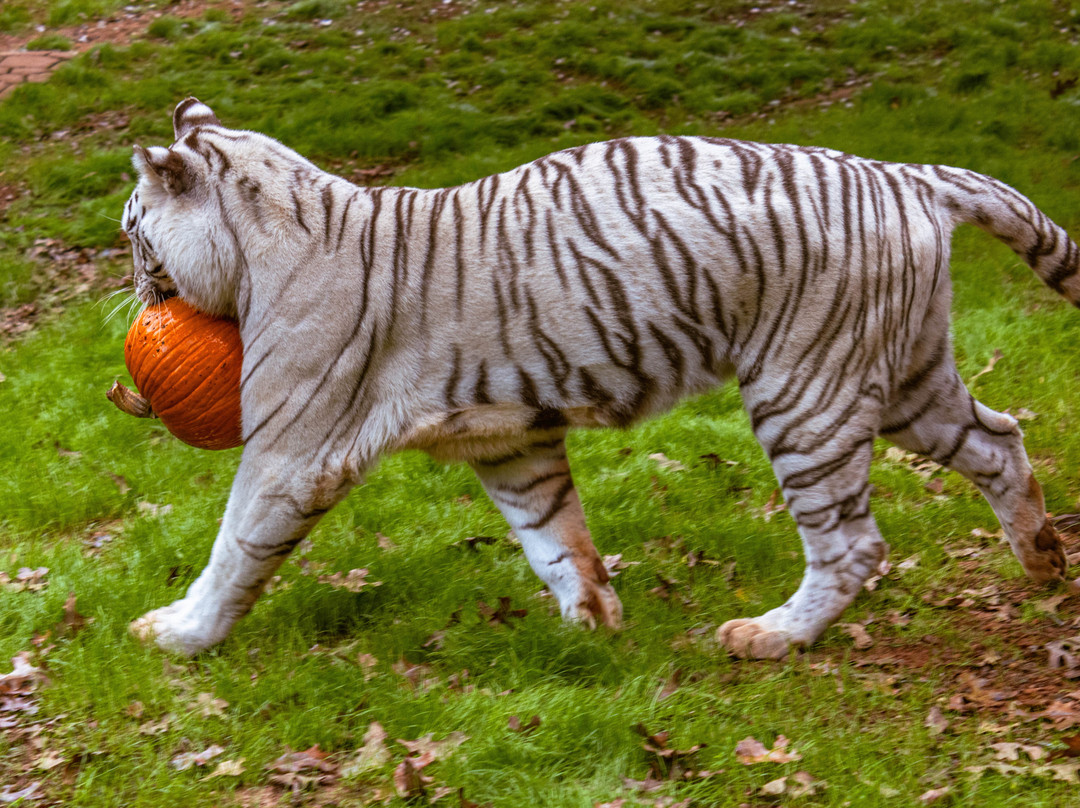 Tiger Creek Animal Sanctuary-泰勒必去景点