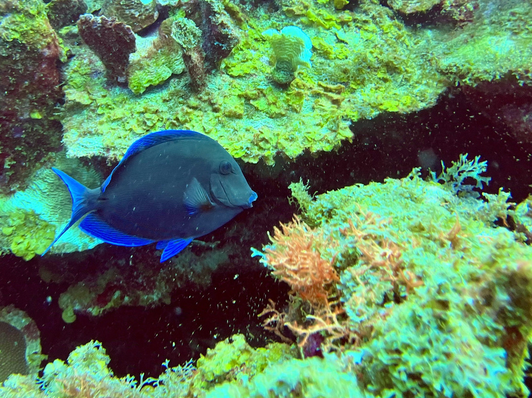 GO WEST Diving-Sabana Westpunt必去景点