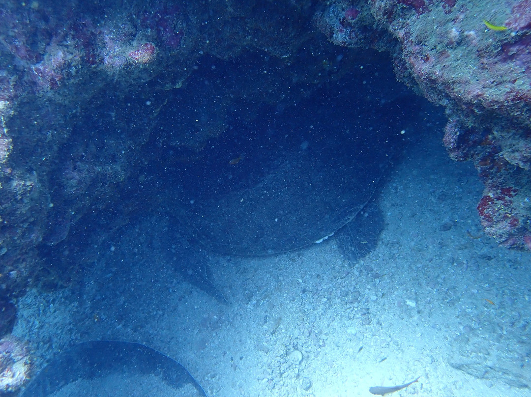 Kalpitiya Diving Center景点图片