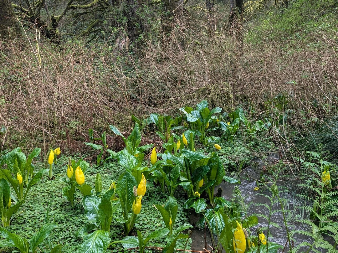 Prehistoric Gardens-戈尔德比奇必去景点