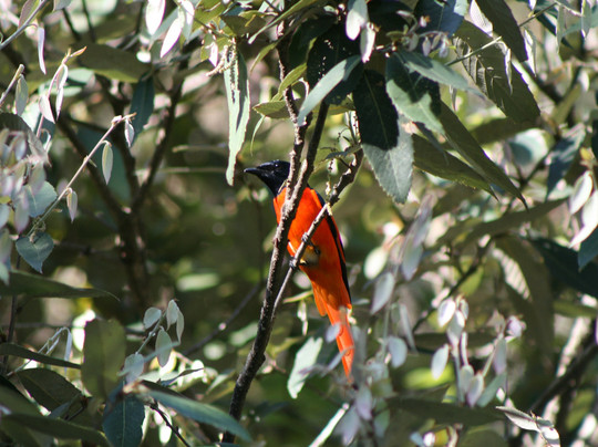 Uttarakhand Birding-里希克虚必去景点