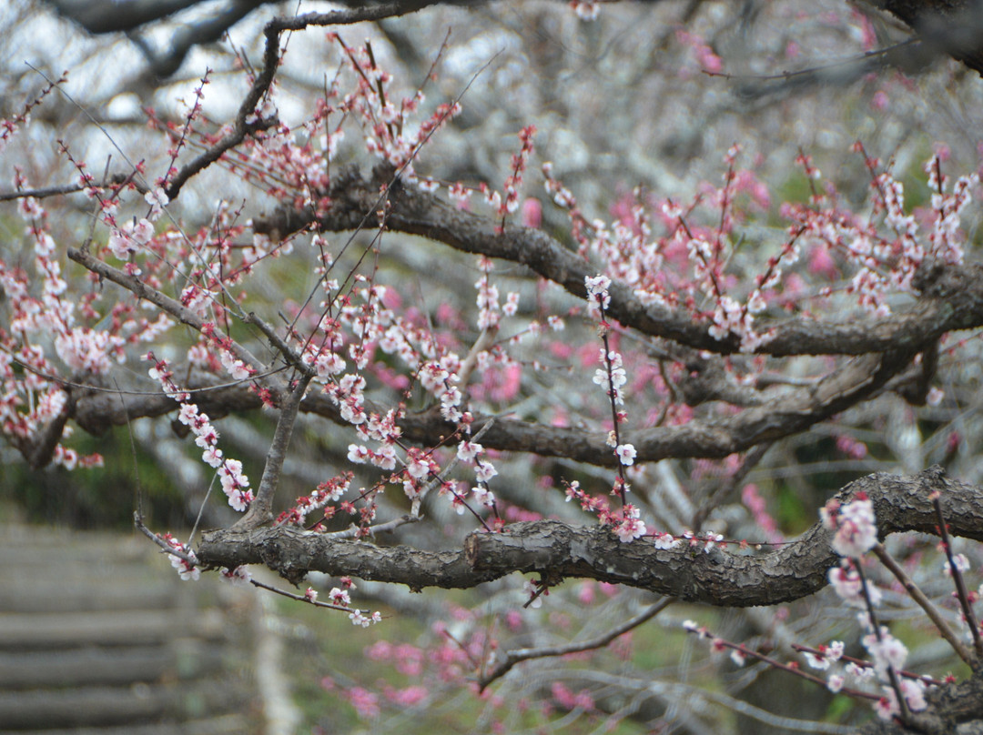 Iwamotoyama Park-富士市必去景点