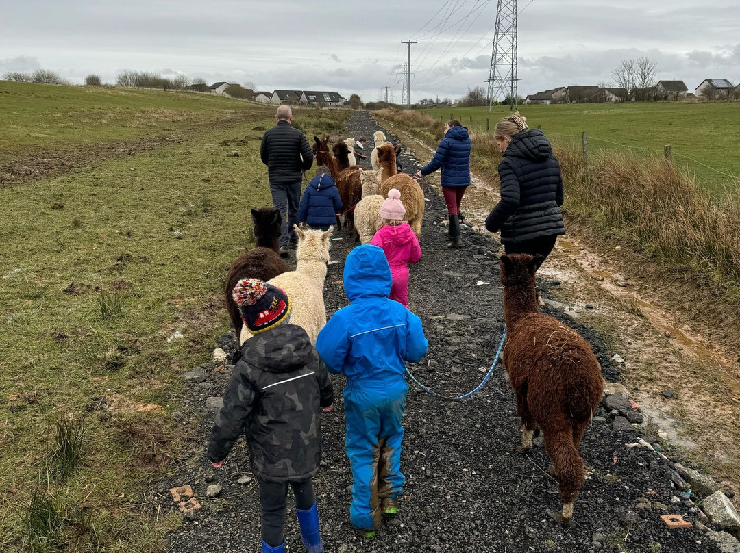Alpacas Of Scotland Experiences Ltd景点图片