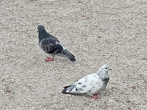 Parco degli Scipioni-罗马必去景点