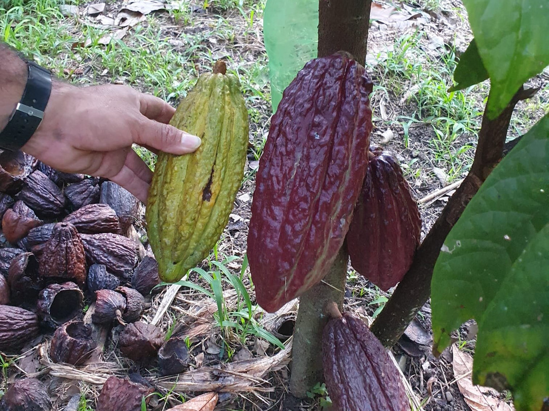 Maranura Tours-Maranura必去景点