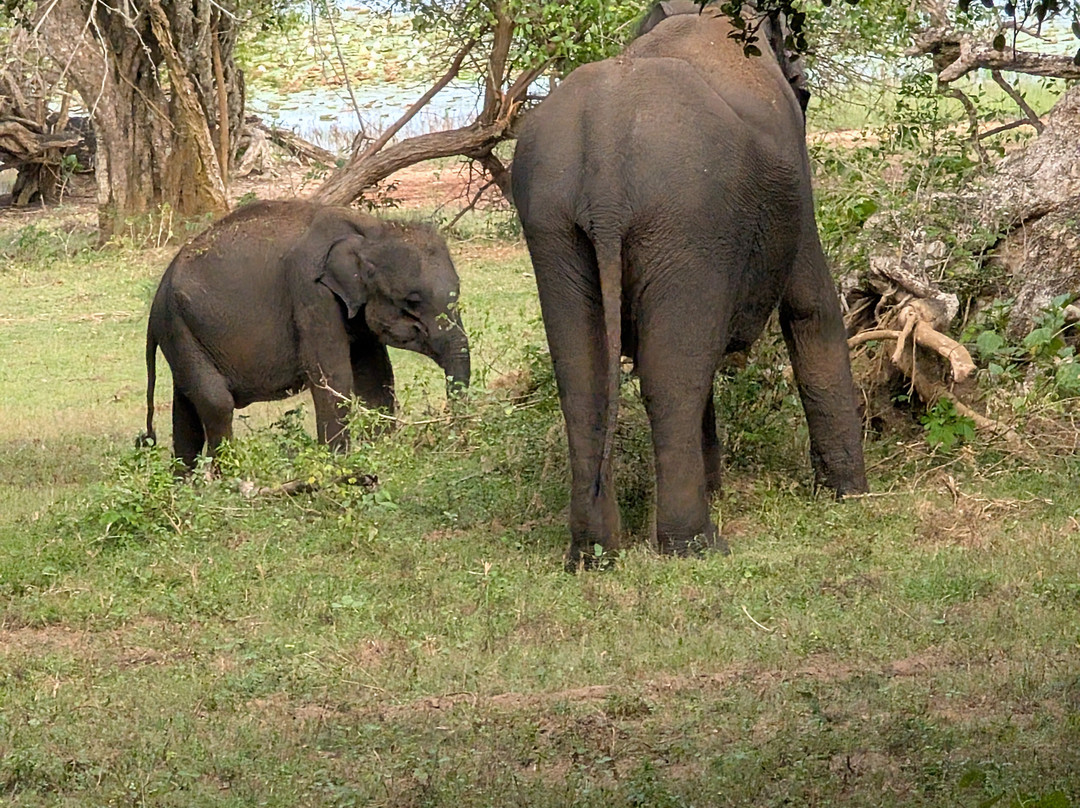 Spotting Trails-雅拉国家公园必去景点